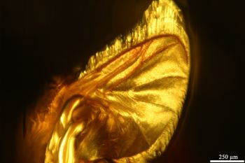 Media type: image;   Entomology PALE-9750